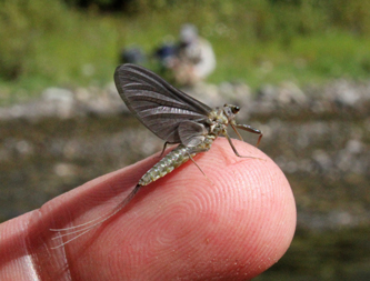 Dry FlyFishing with Andres